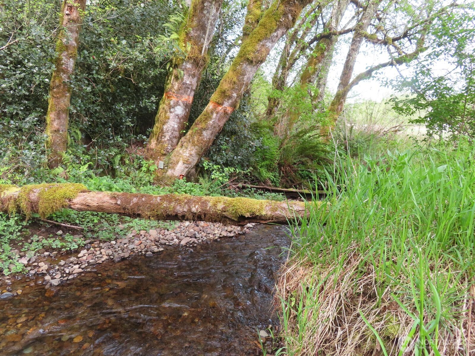 0 Hagen Road Mossyrock WA 98645