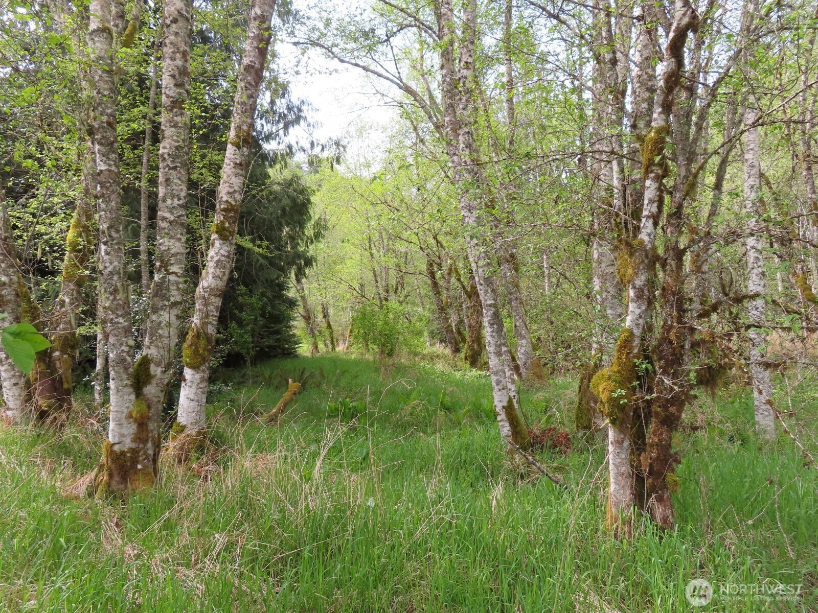 0 Hagen Road Mossyrock WA 98645