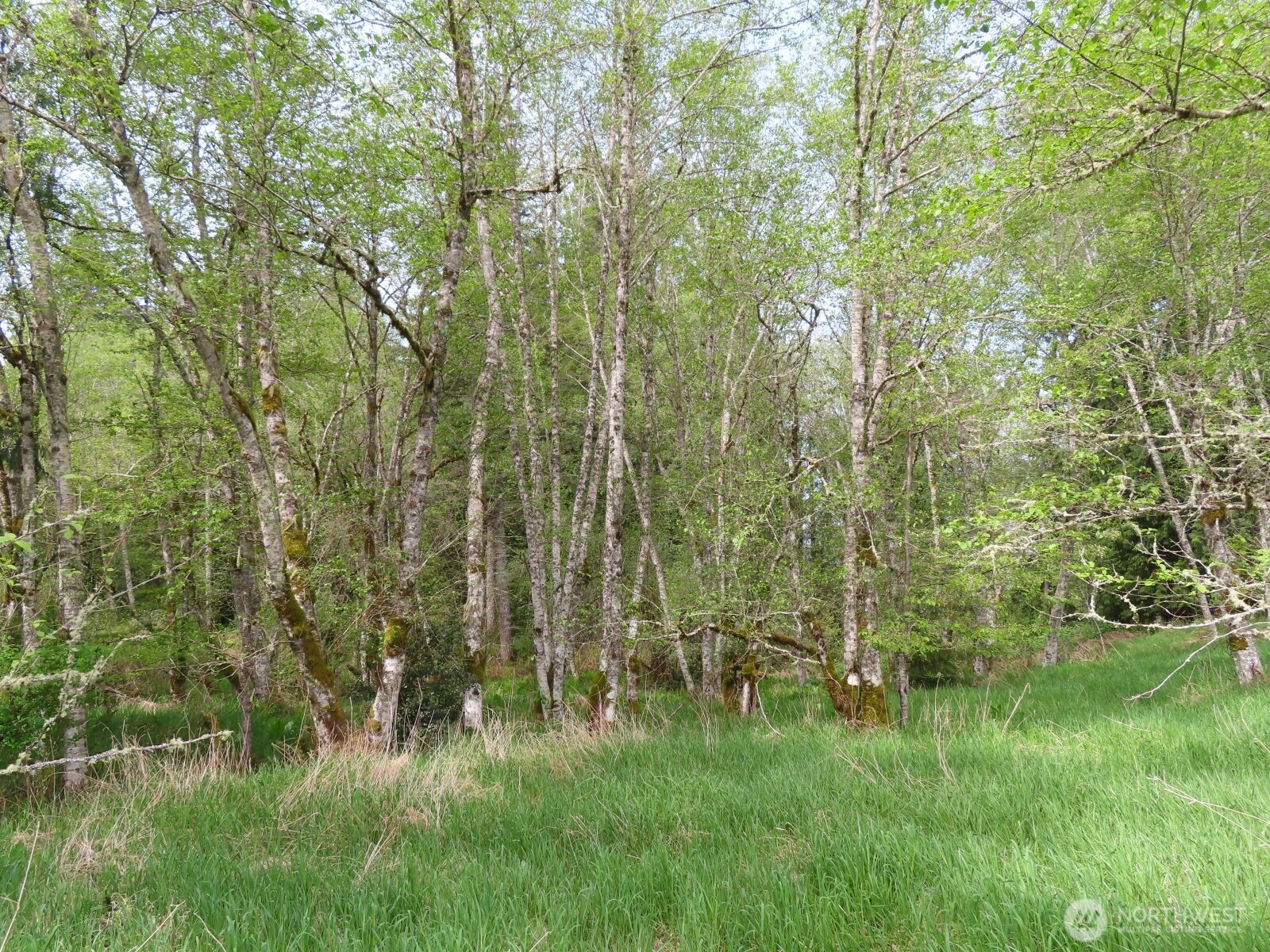 0 Hagen Road Mossyrock WA 98645