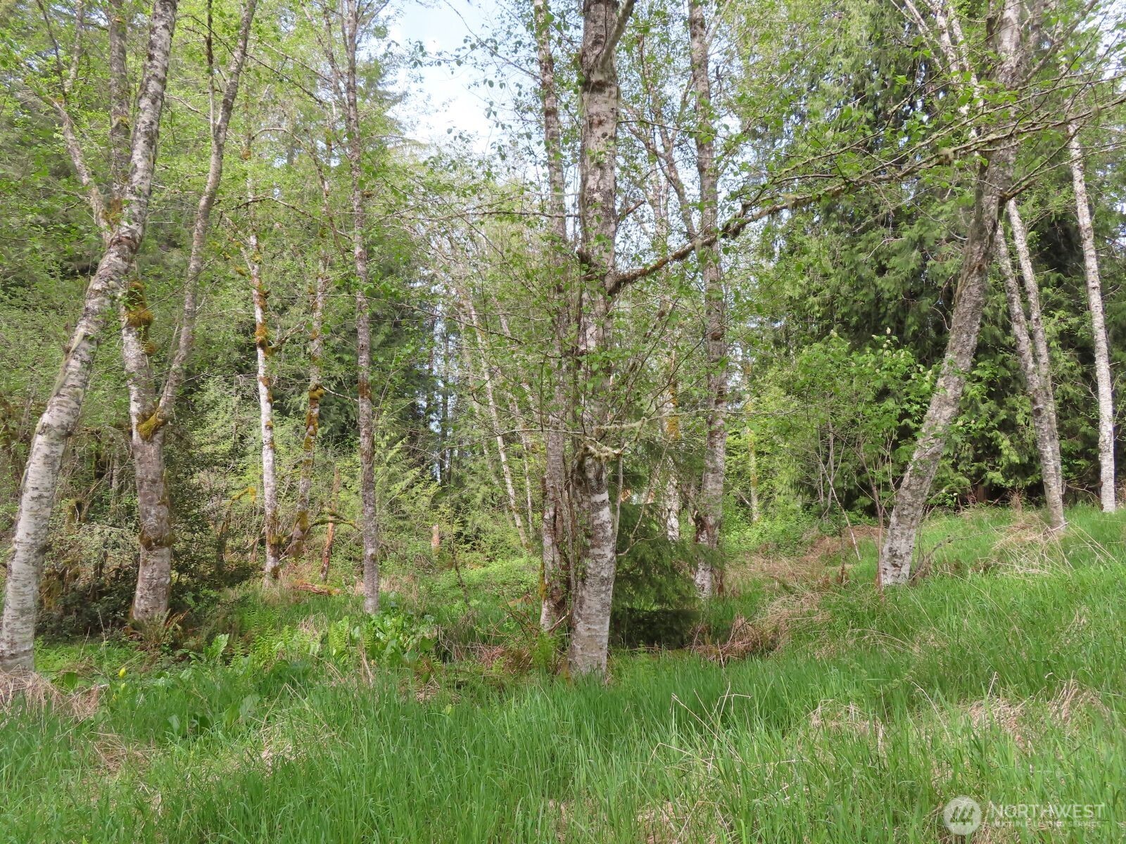 0 Hagen Road Mossyrock WA 98645