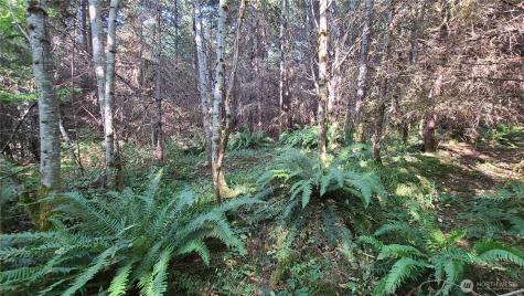 0 Grand Ridge Road Toutle WA 98649