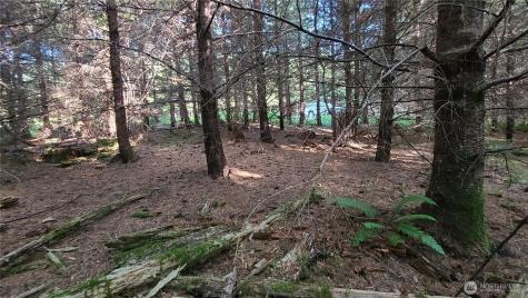 0 Grand Ridge Road Toutle WA 98649