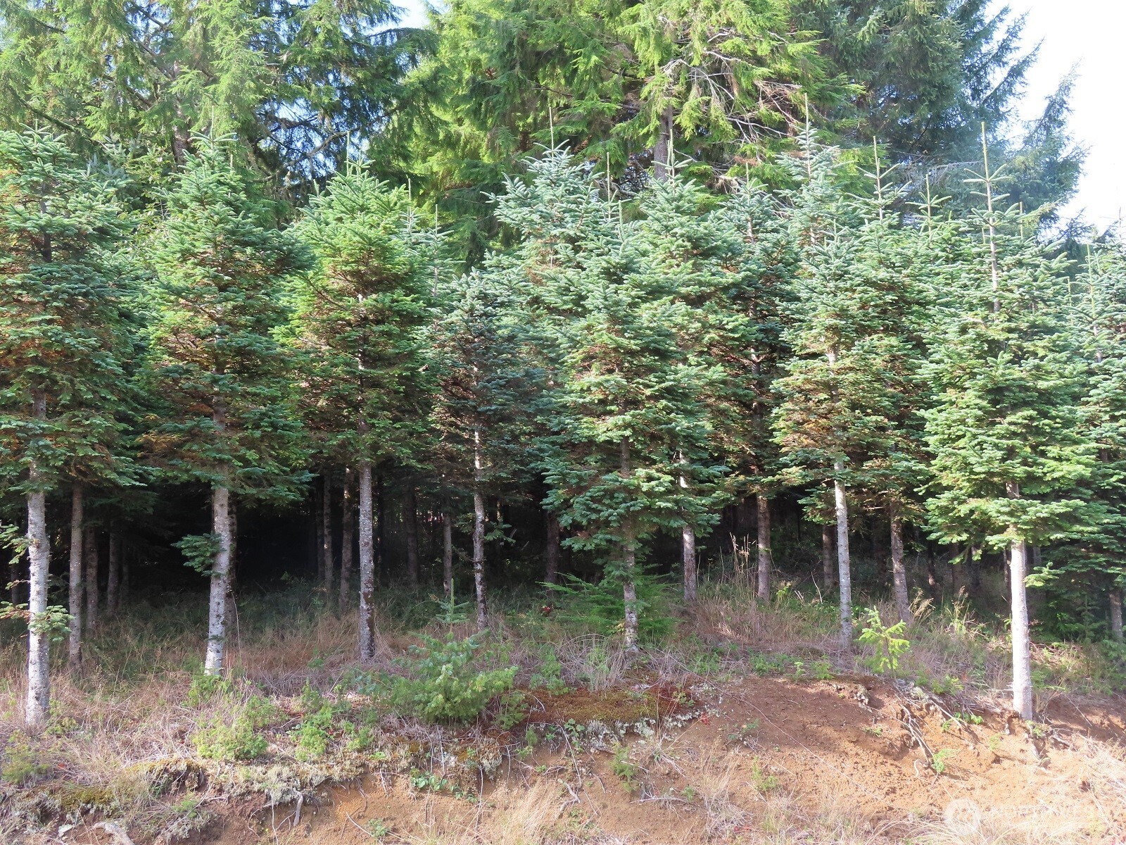 0 State Route 101 South Bend WA 98596