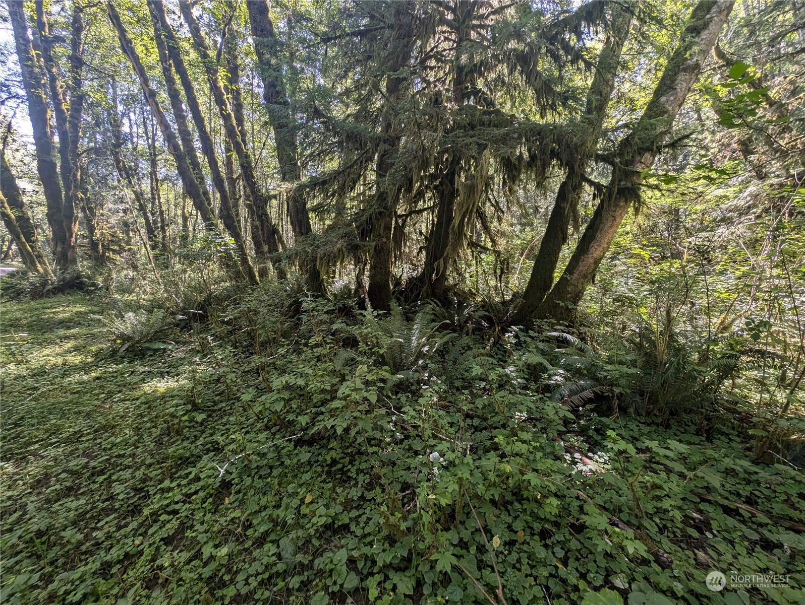 99993 Dowans Creek Road Forks WA 98331
