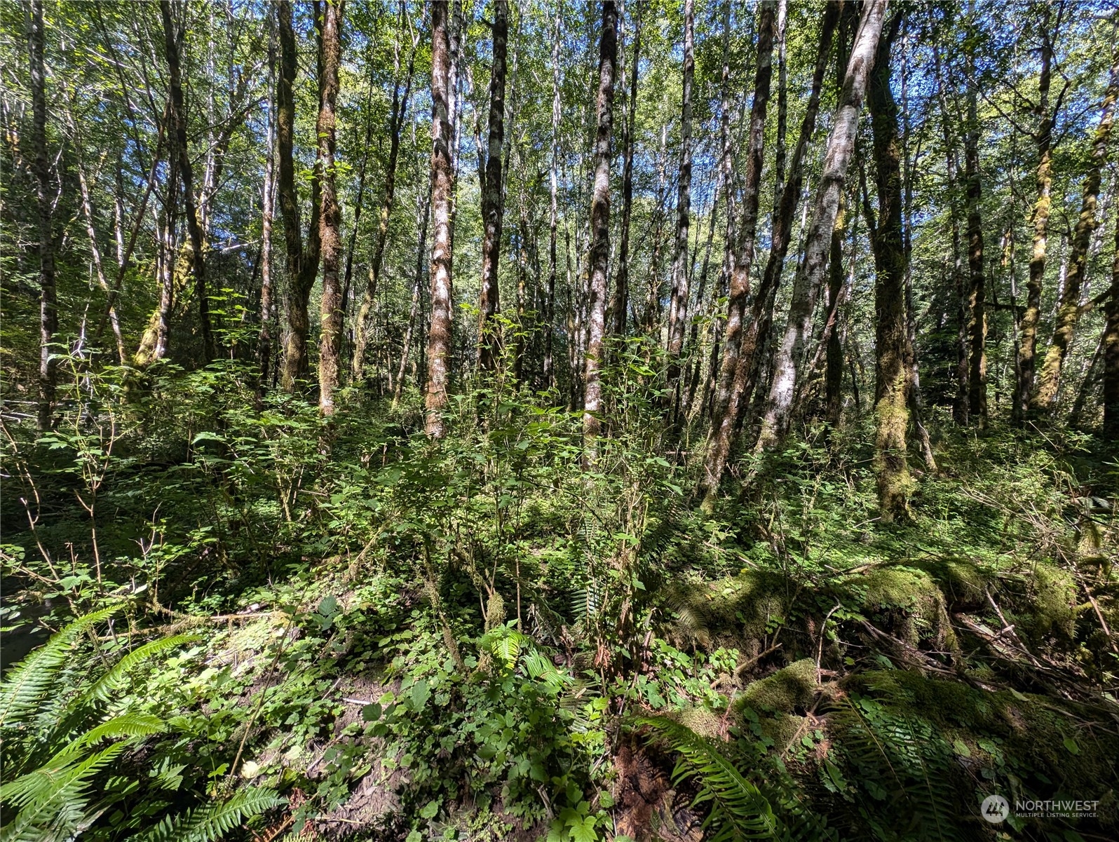 99993 Dowans Creek Road Forks WA 98331