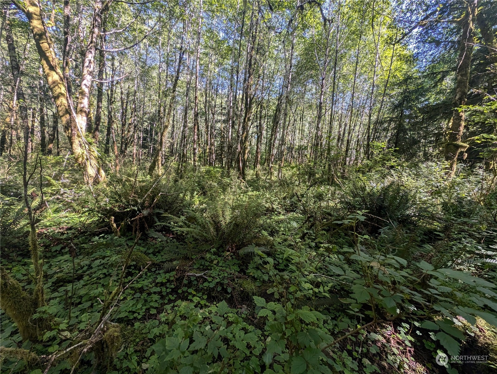 99993 Dowans Creek Road Forks WA 98331