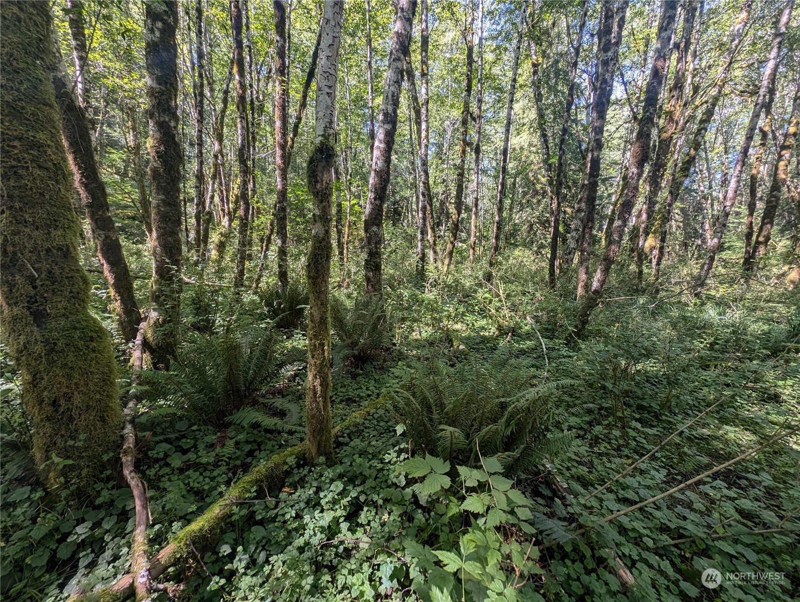 99993 Dowans Creek Road Forks WA 98331