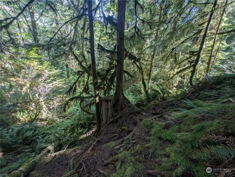99993 Dowans Creek Road Forks WA 98331