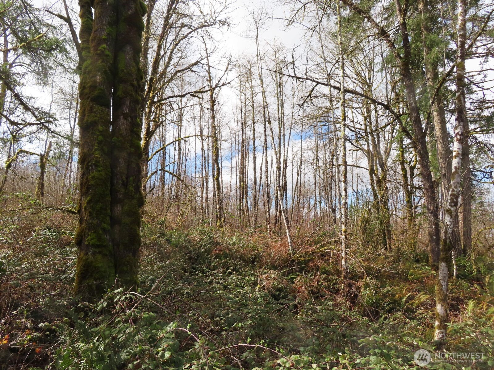 125 Oppelt Road Chehalis WA 98532