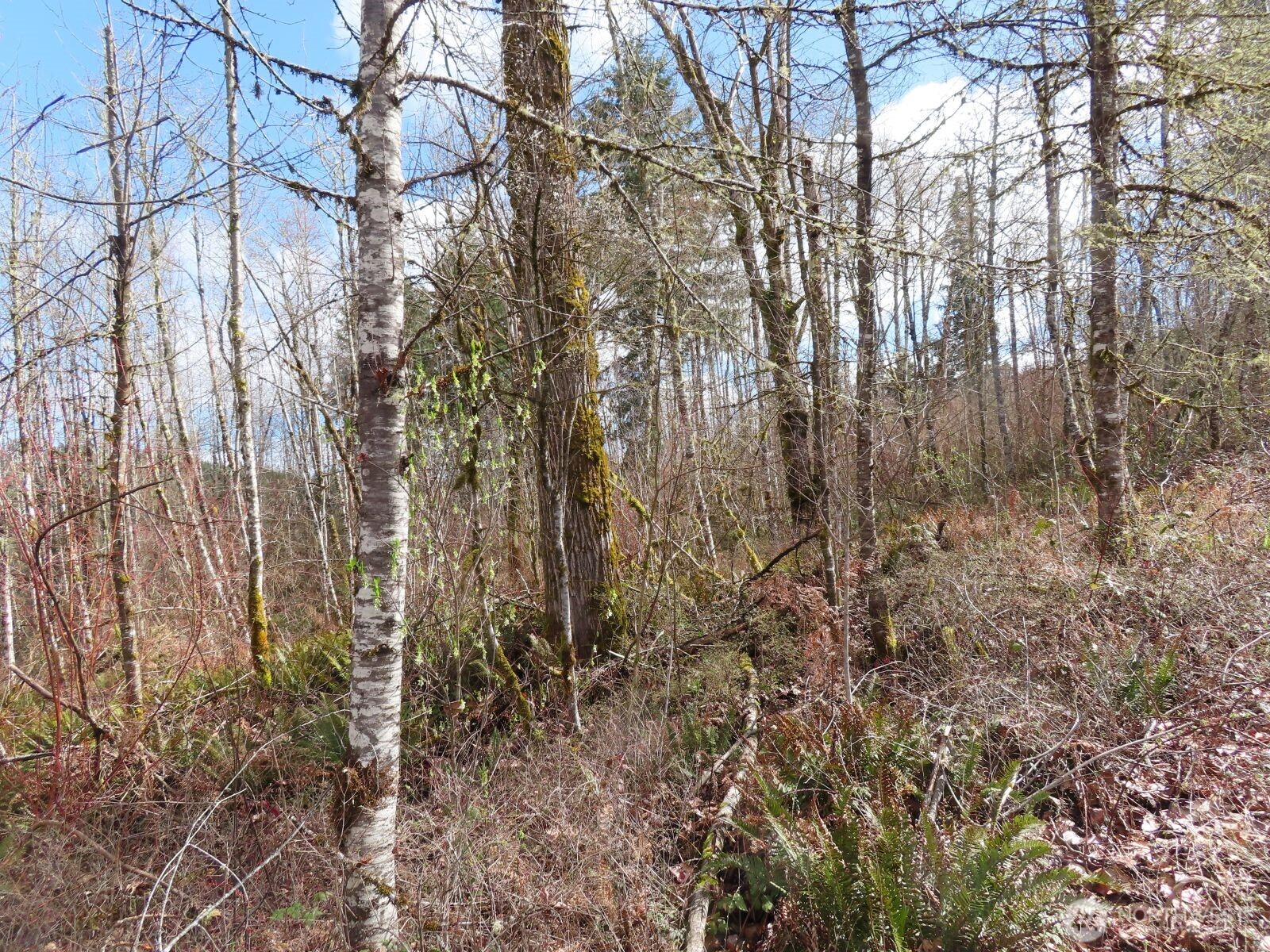 125 Oppelt Road Chehalis WA 98532