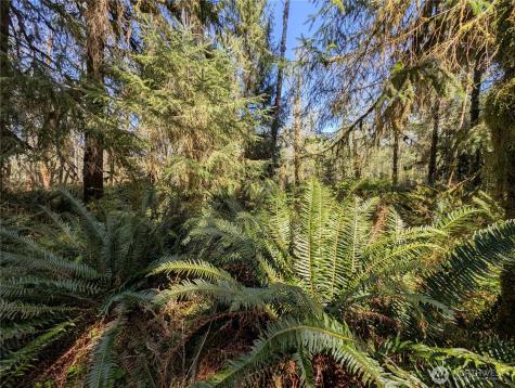 999 Hoh River Park Drive Forks WA 98331
