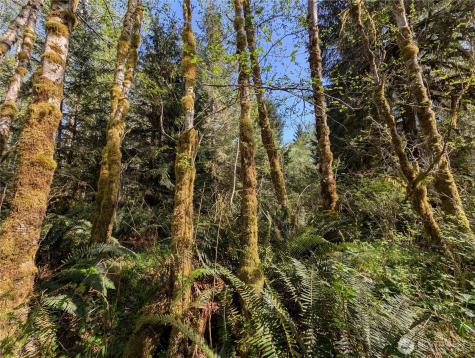 999 Hoh River Park Drive Forks WA 98331