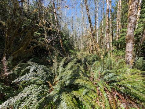 999 Hoh River Park Drive Forks WA 98331