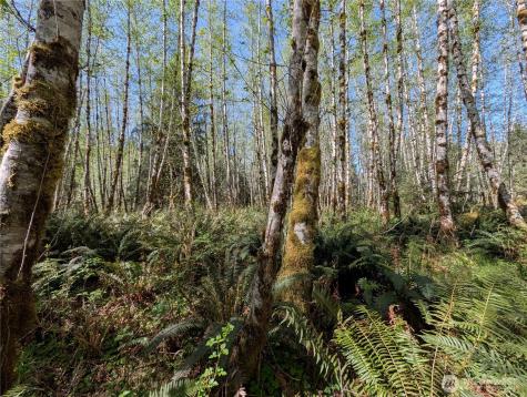 999 Hoh River Park Drive Forks WA 98331