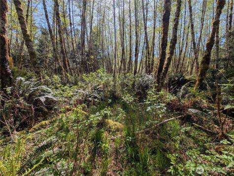 999 Hoh River Park Drive Forks WA 98331