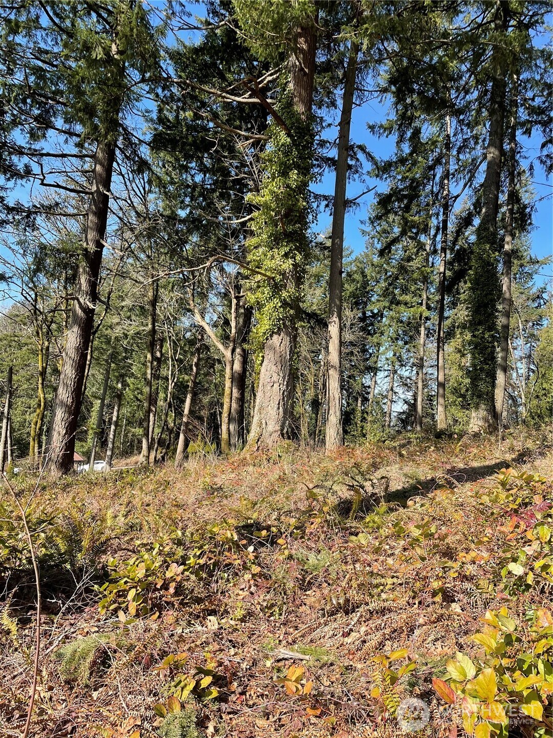 425 SE Hilltop Drive Chehalis WA 98532