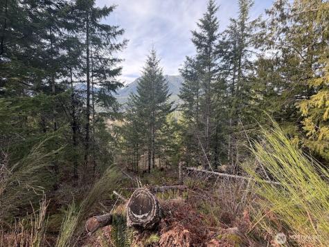 115 Ridge Lane Packwood WA 98361