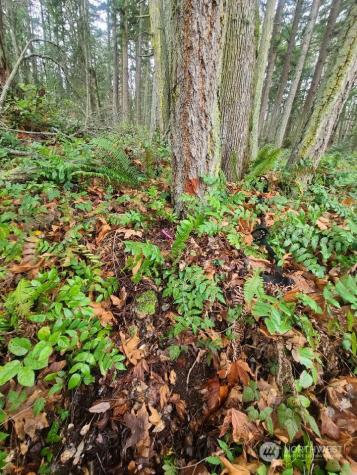 222 Triangle Cove Lane Camano Island WA 98282