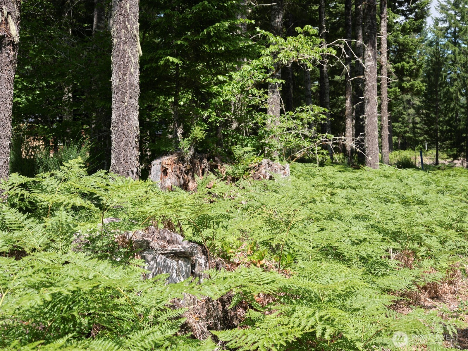 0 Phyllis Ann Block Court Cougar WA 98616
