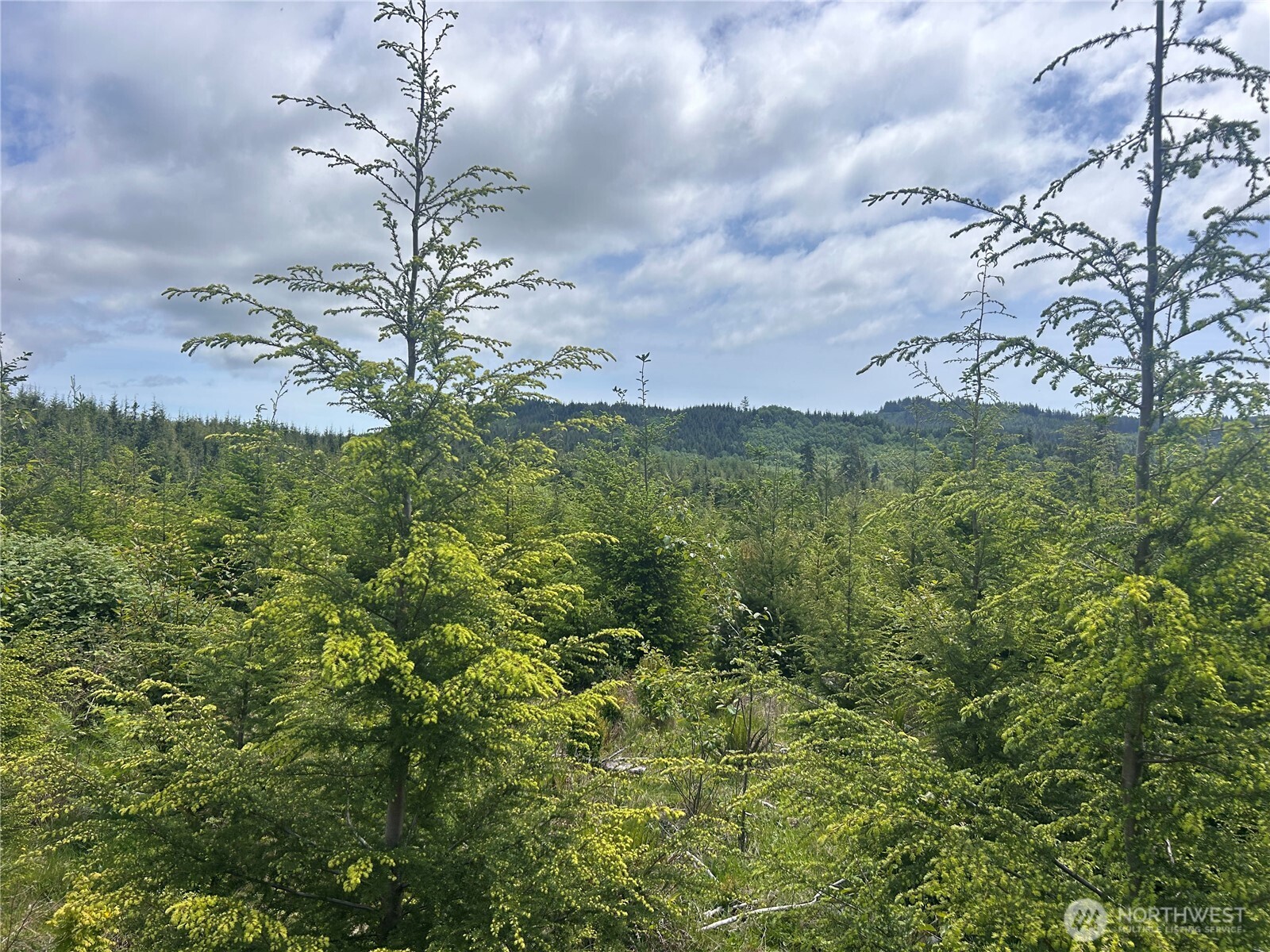 0 Eden Valley Road Rosburg WA 98643