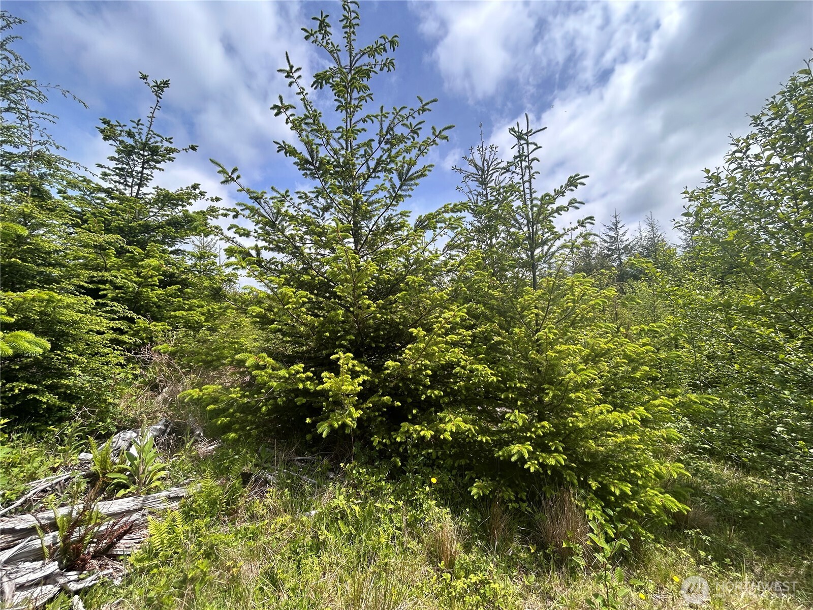 0 Eden Valley Road Rosburg WA 98643