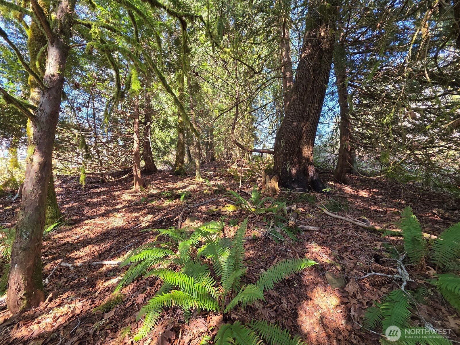 0 Cedar Place Brinnon WA 98320