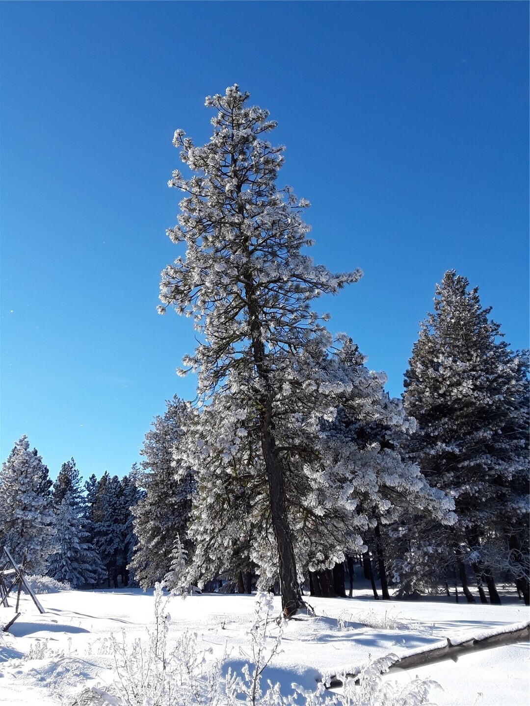 0 Muledeer Road East Wenatchee WA 98802