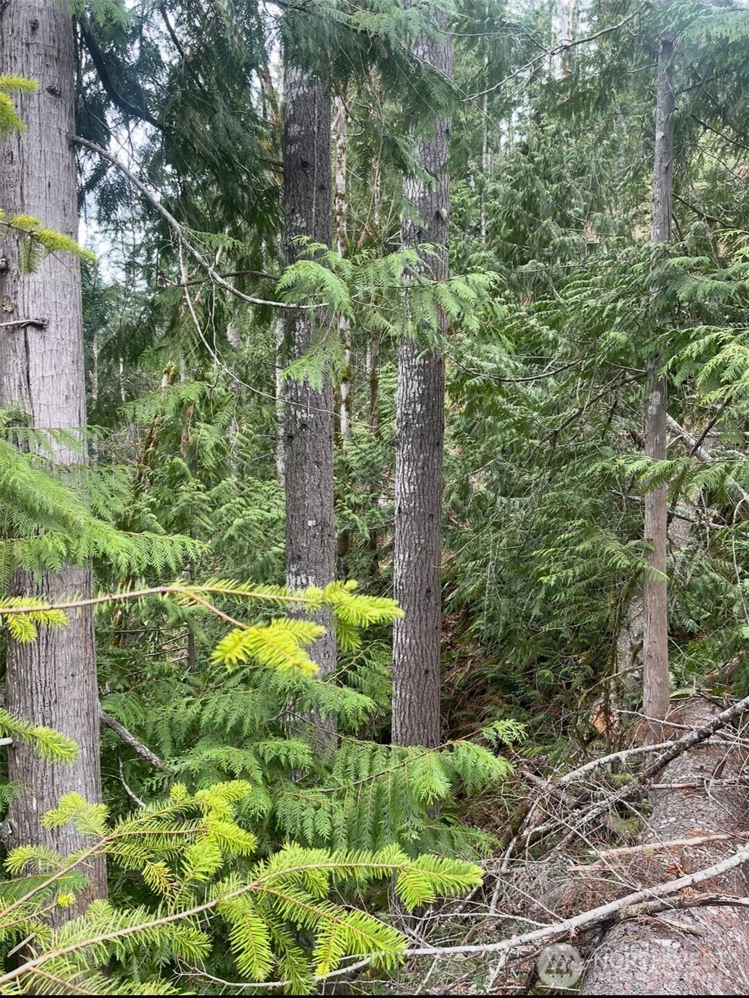 1102 Cline Road Randle WA 98937