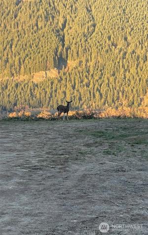 1102 Cline Road Randle WA 98937