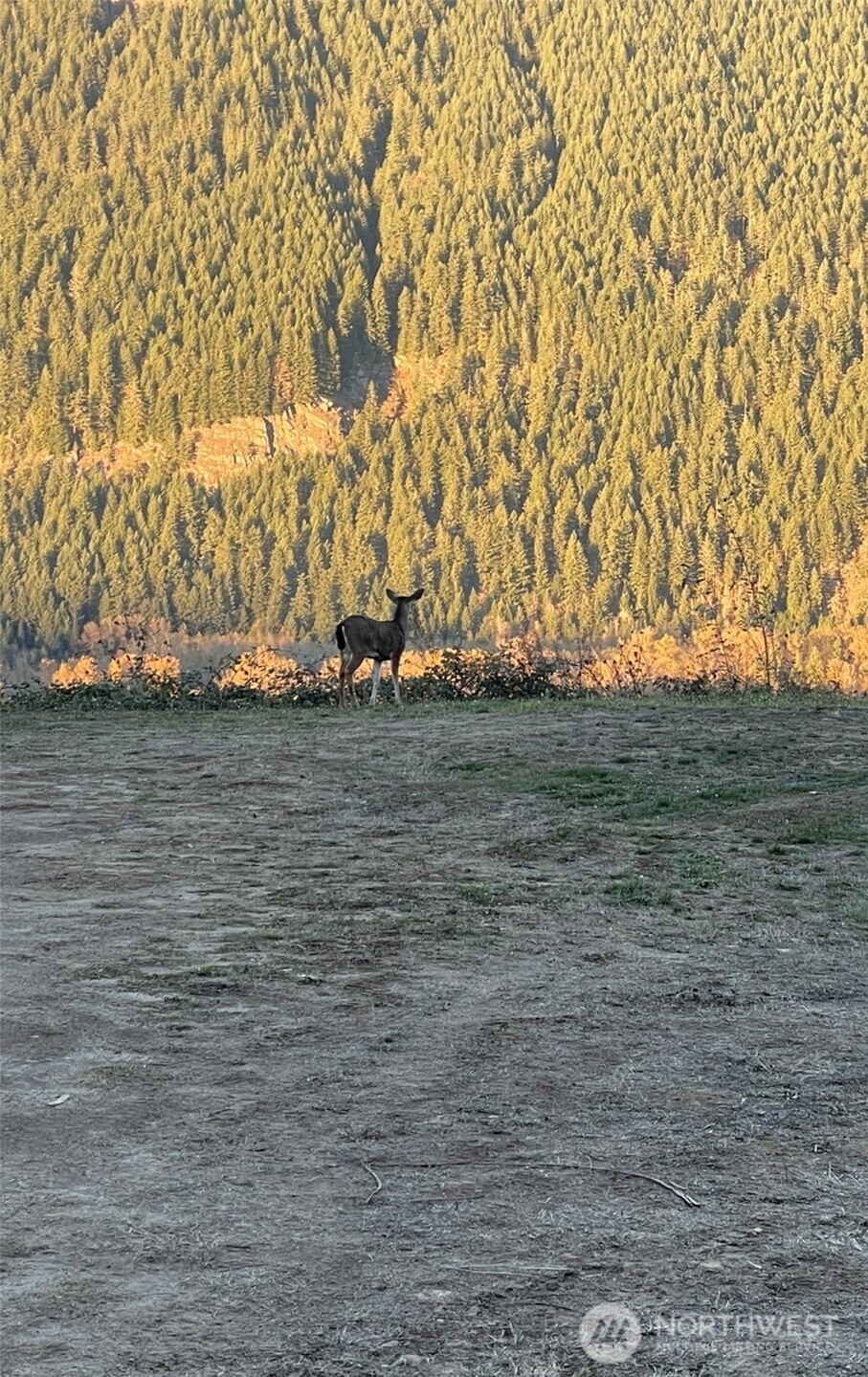 1102 Cline Road Randle WA 98937