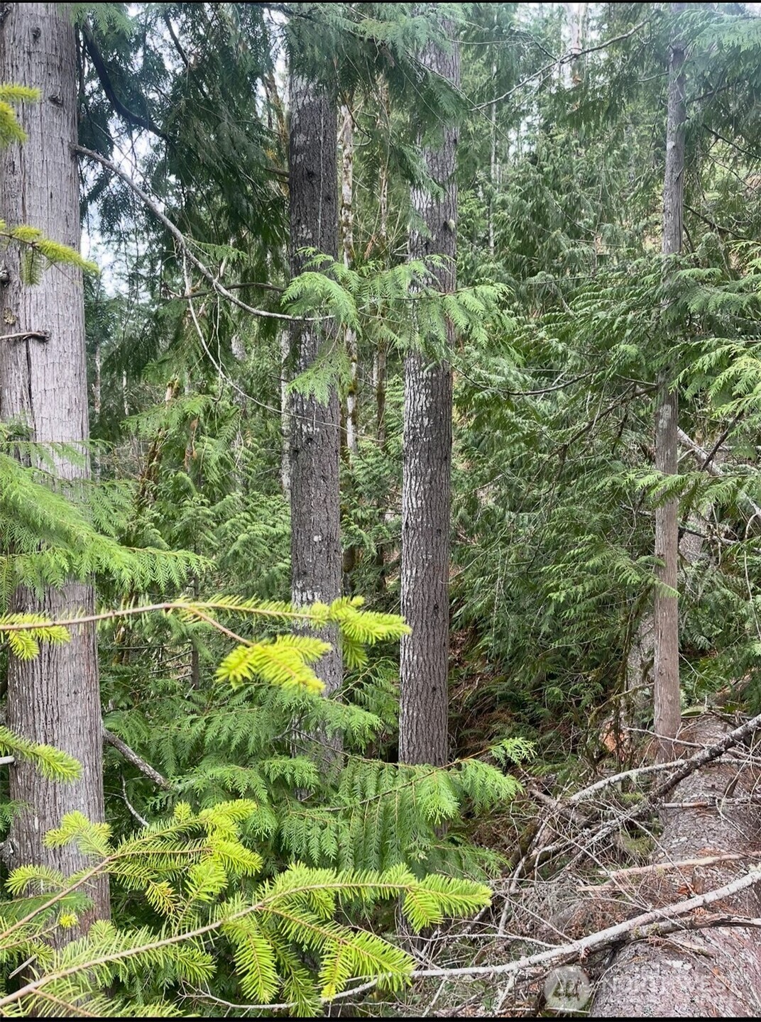 1102 Cline Road Randle WA 98937