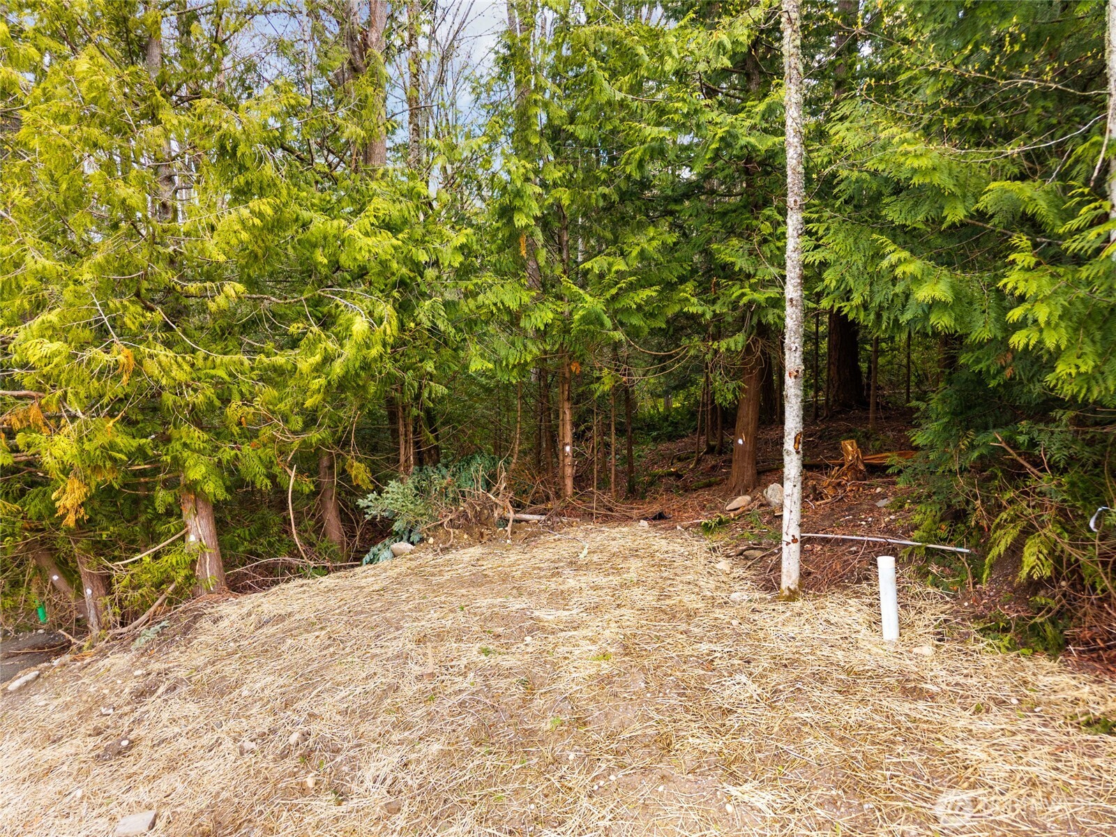 813 41st Bellingham WA 98229