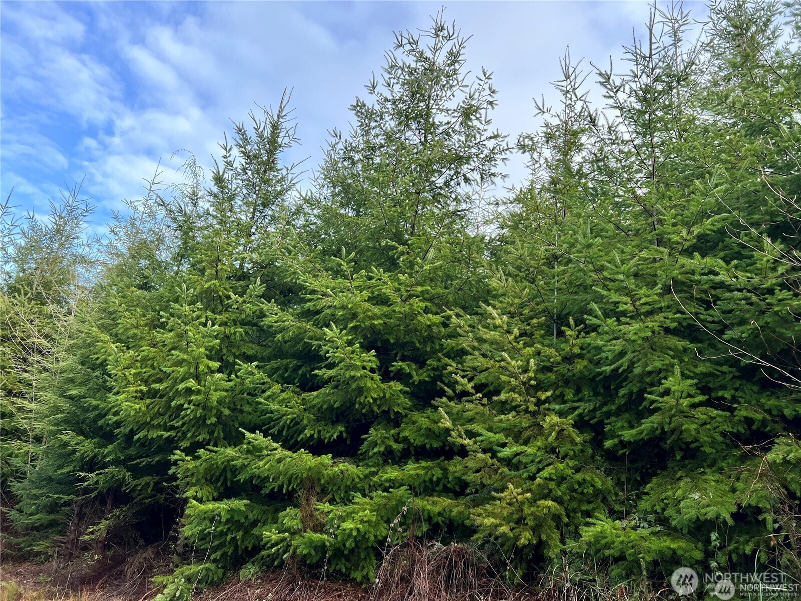 0 Highway 101 Cosmopolis WA 98537