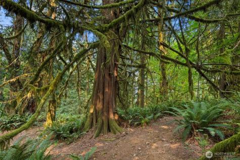 3211 W Little Egypt Shelton WA 98584