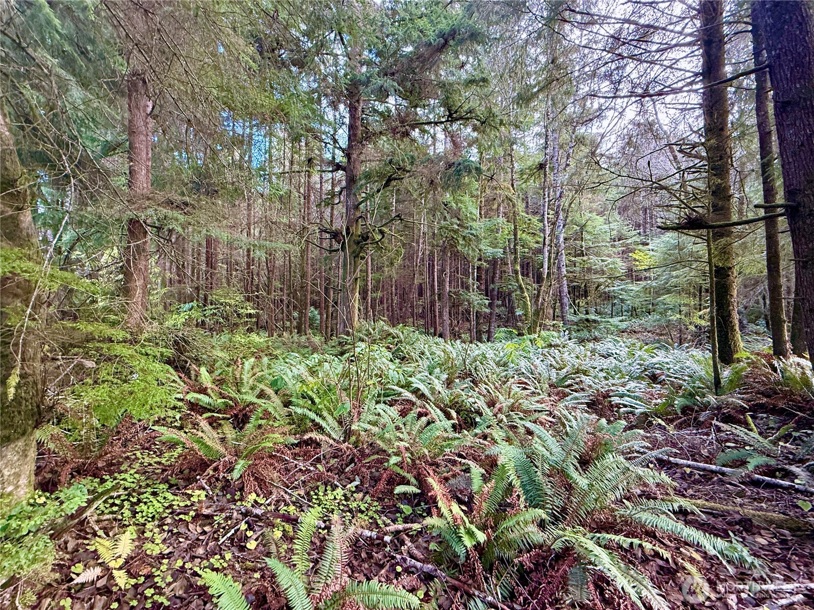 0 Copalis Beach Road Copalis Beach WA 98535
