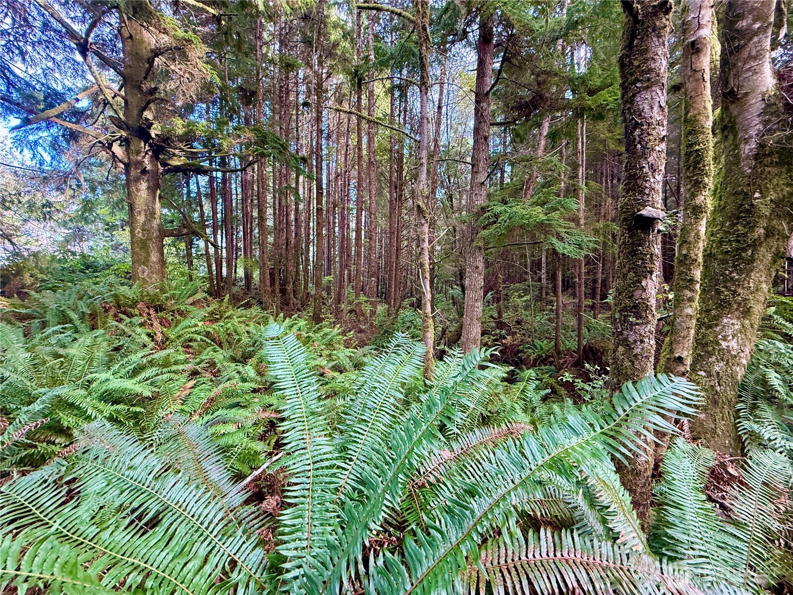 0 Copalis Beach Road Copalis Beach WA 98535
