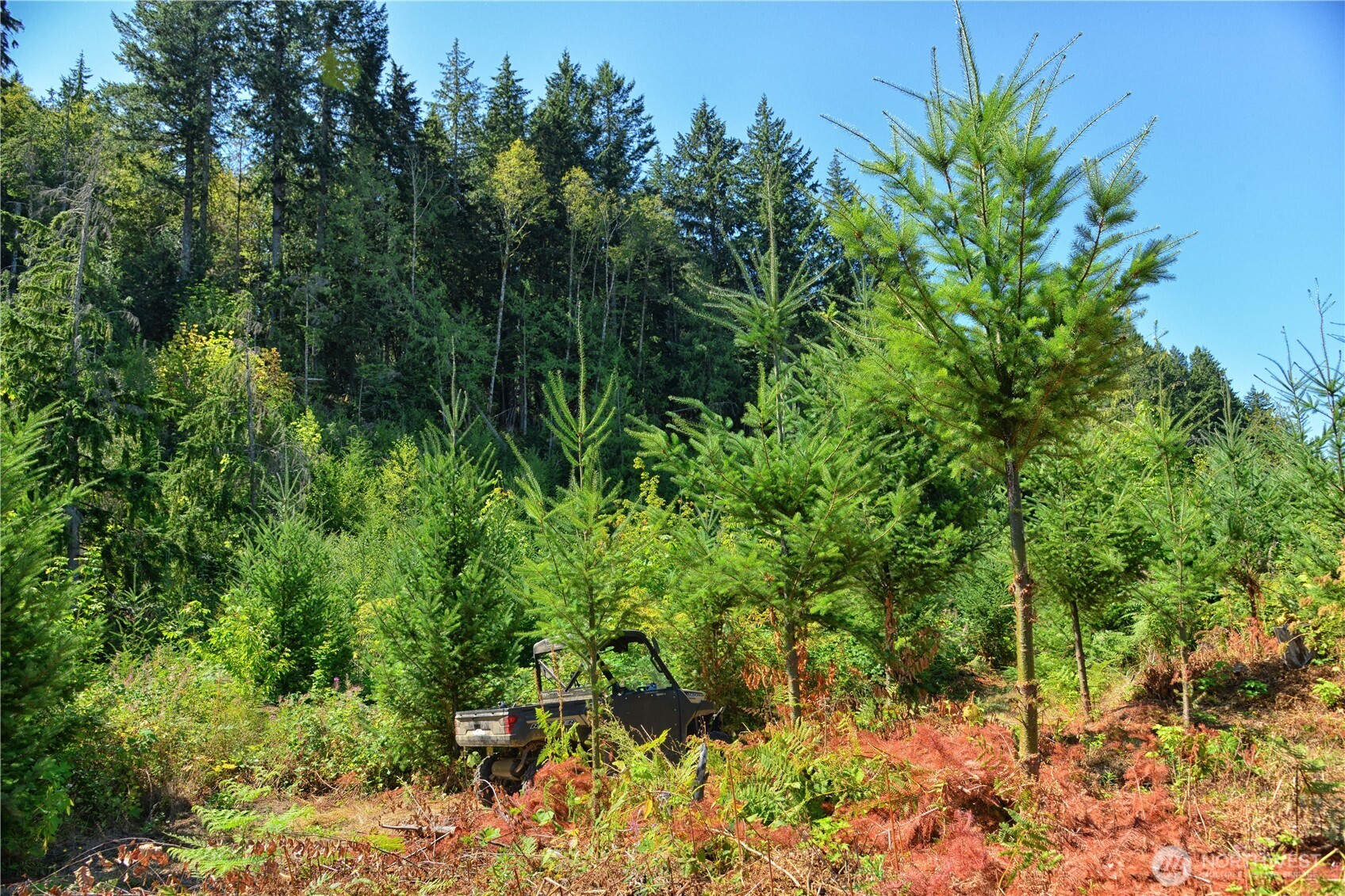 3 Skinner Road Randle WA 98377
