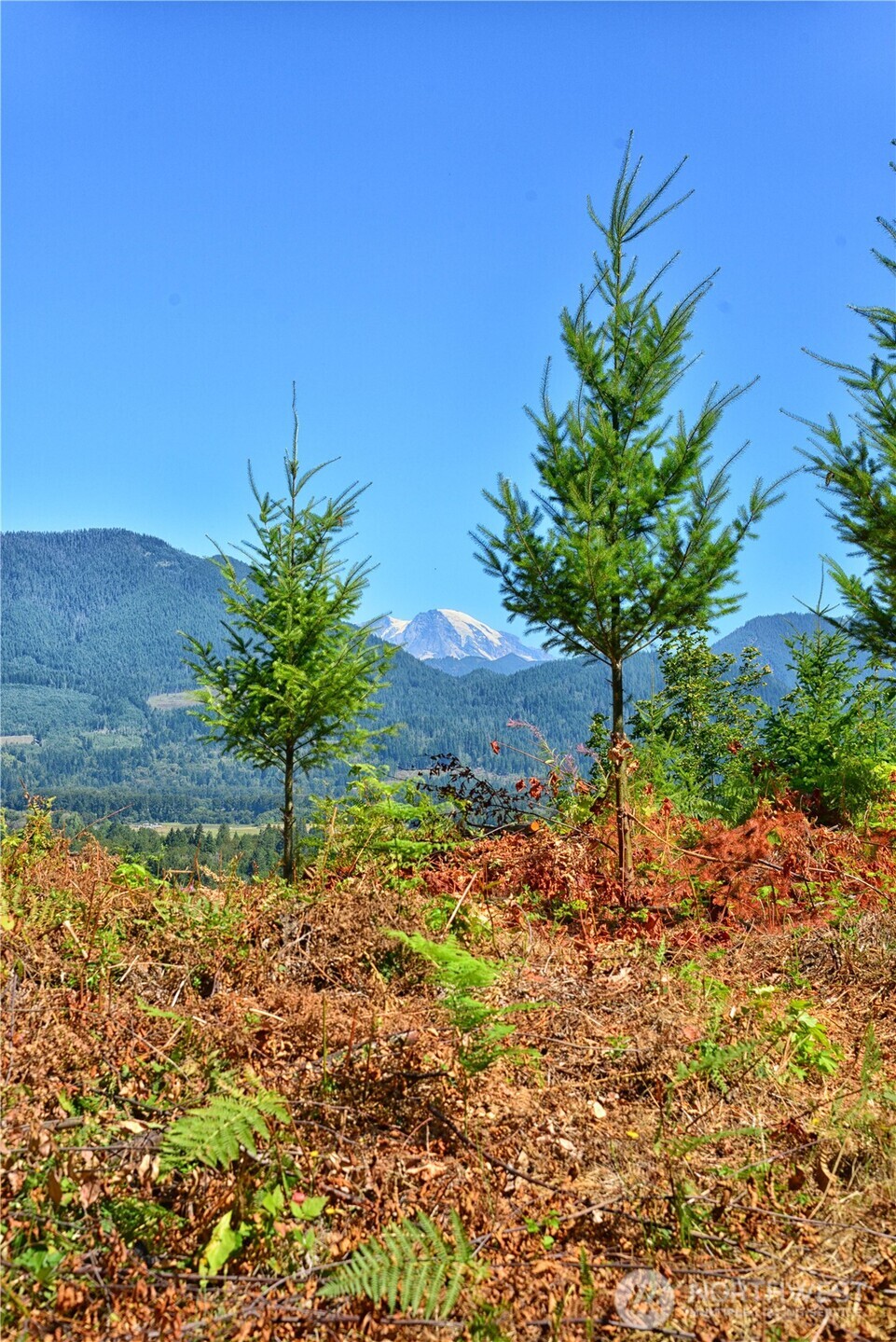 3 Skinner Road Randle WA 98377