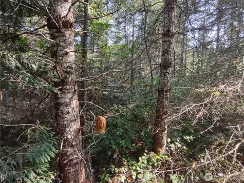 0 Blue Valley Road Port Angeles WA 98362