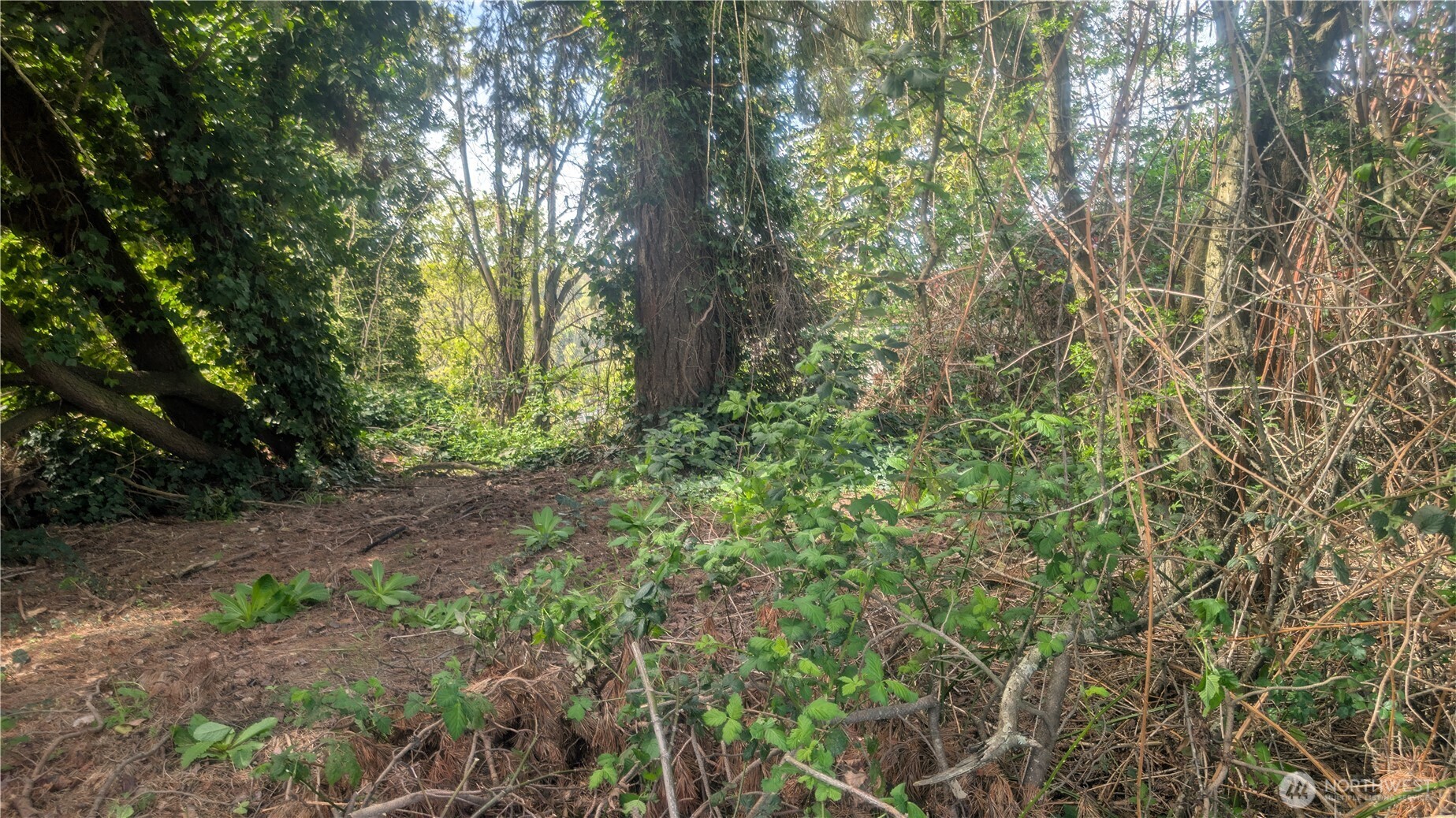 5263 21st Avenue SW Seattle WA 98106