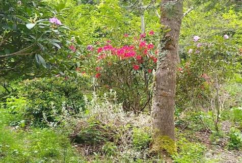 34502 SE 325th Street Ravensdale WA 98051