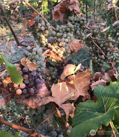 0 Boyd Road Chelan WA 98816