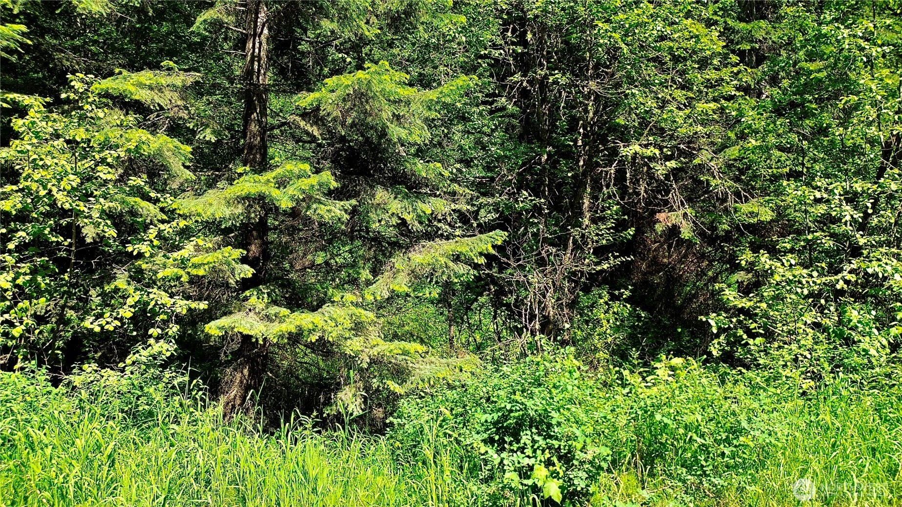 0 Mccloud Creek Road Newport WA 99156