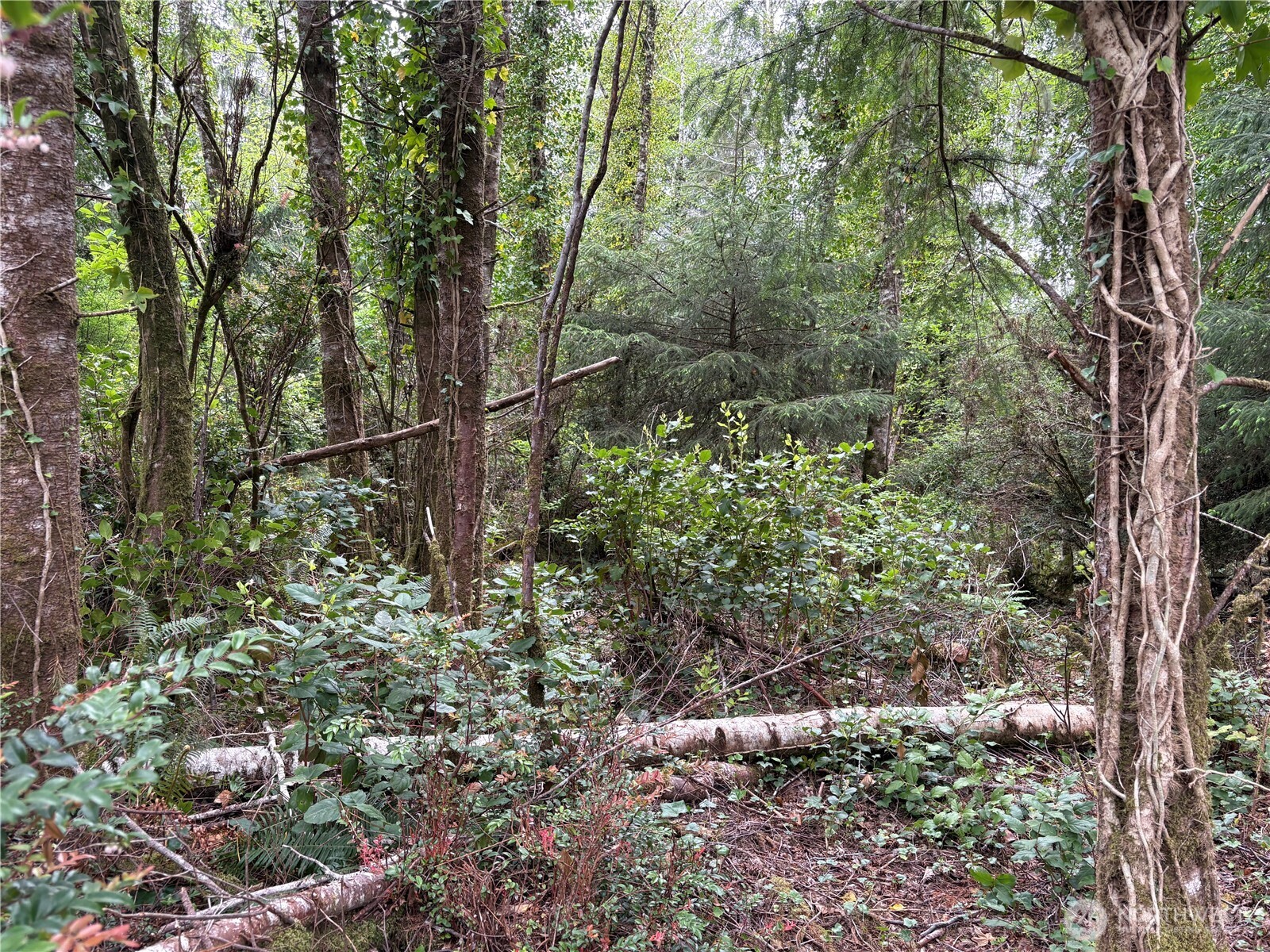 285 Z Street Ocean Park WA 98640