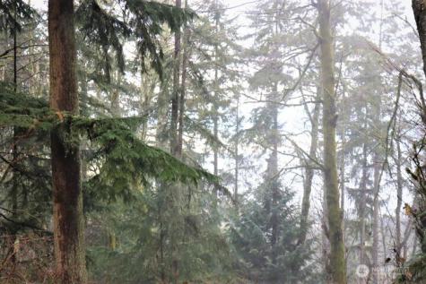 17701 SE 60th Street Bellevue WA 98006