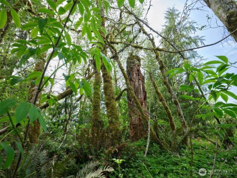 140 Skinner Road Woodland WA 98674