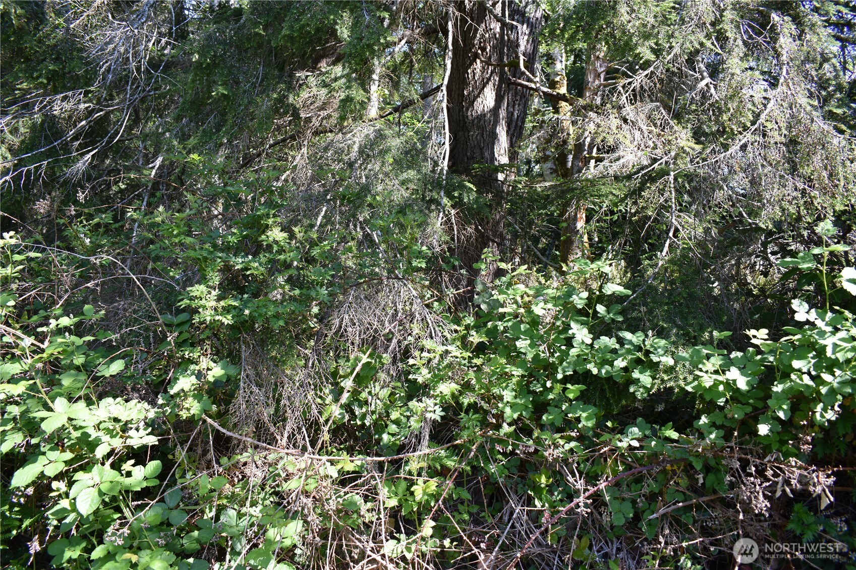 130 W Satsop Drive Elma WA 98541