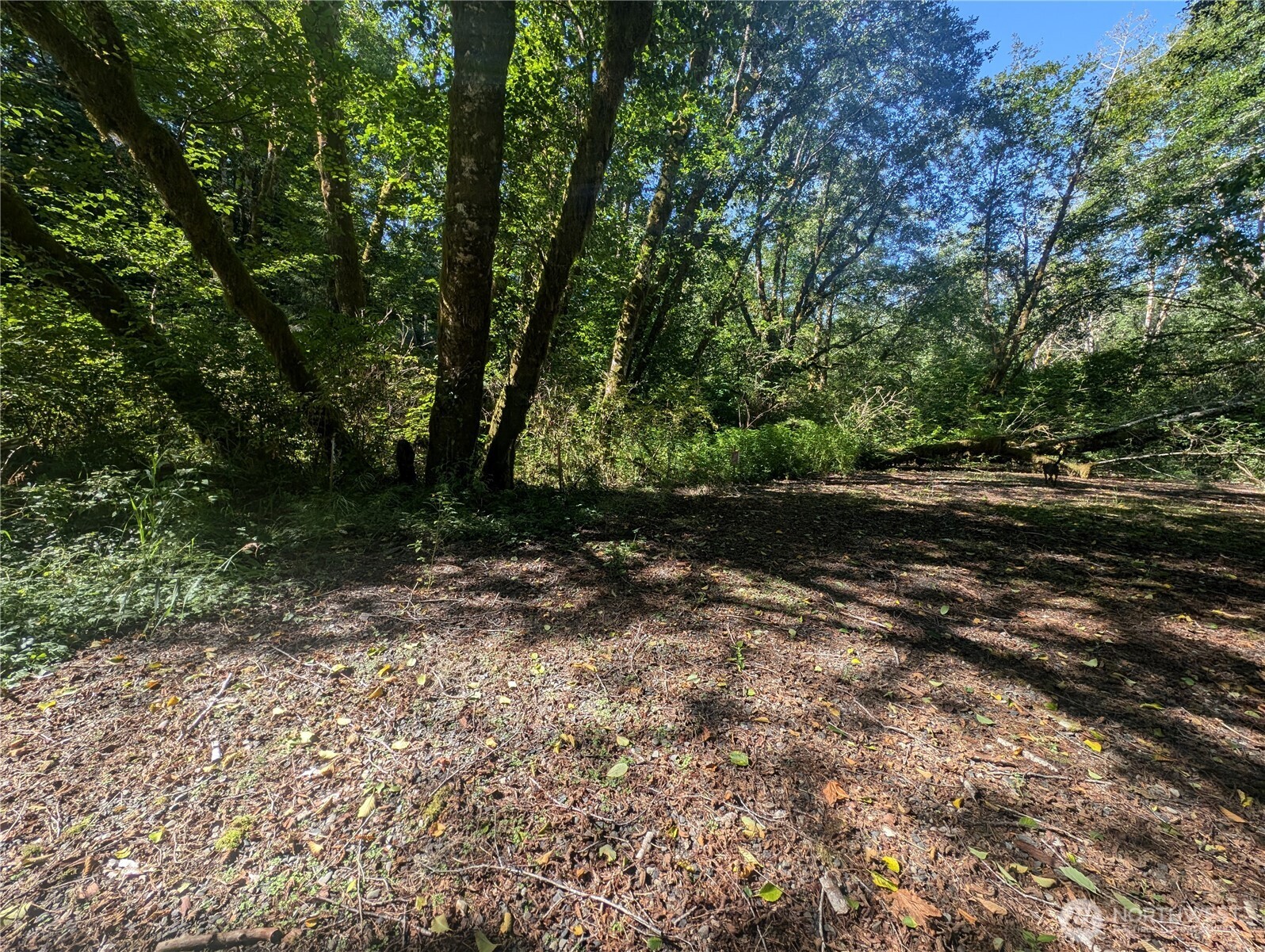999 Whitcomb-dimmel Road Forks WA 98331