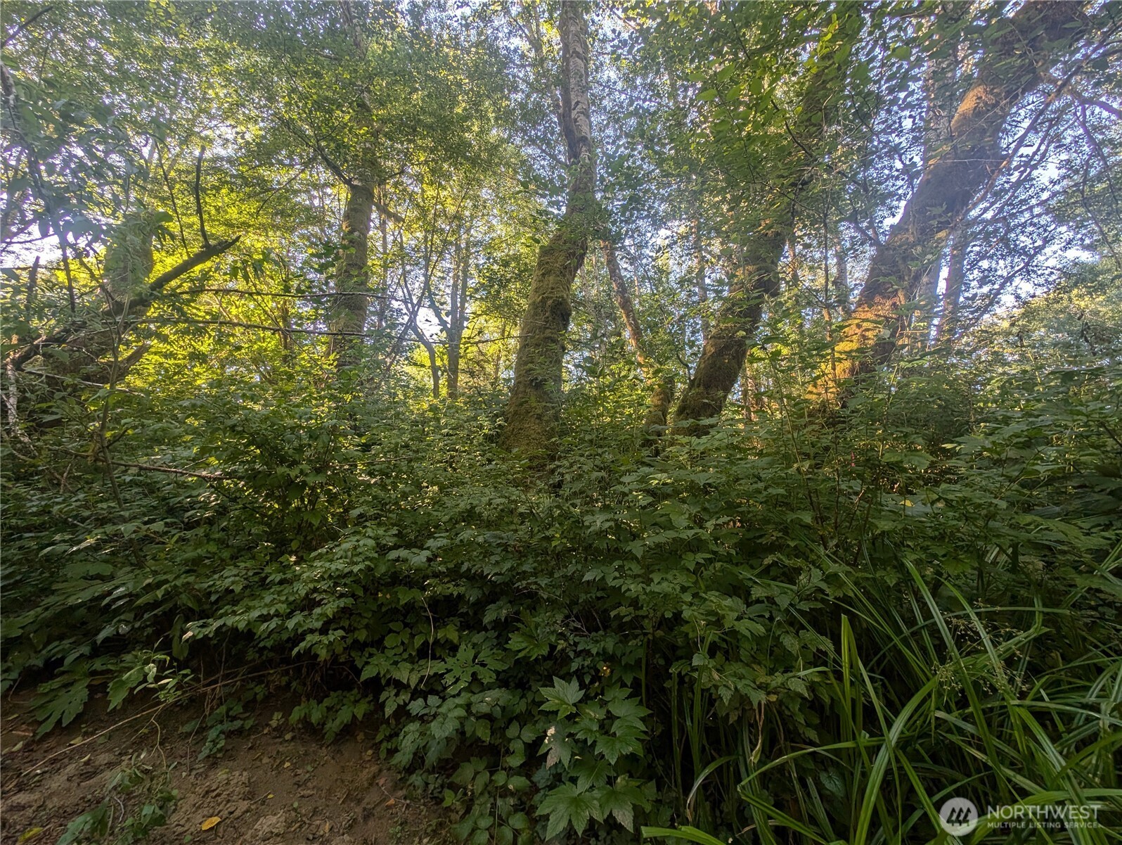 999 Whitcomb-dimmel Road Forks WA 98331