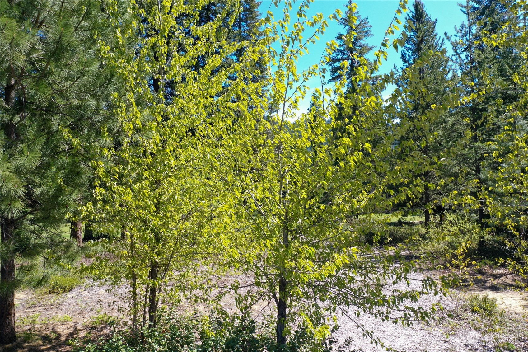 20685 Miracle Mile Leavenworth WA 98826